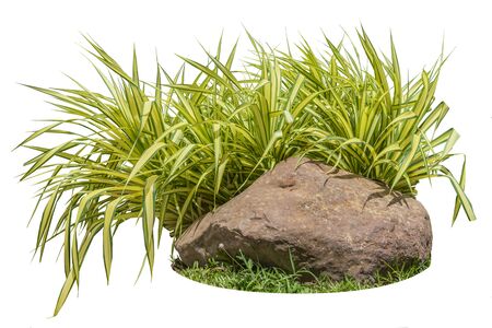 Isolate Plant and stone for outdoor decorationの写真素材