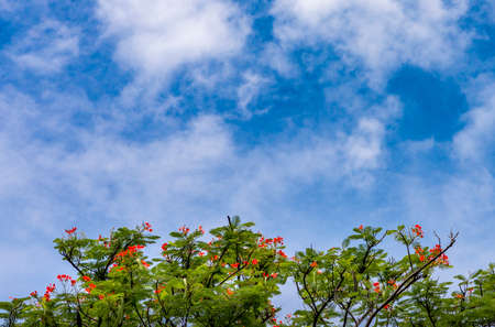 Space for text on blue skyの写真素材