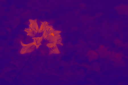 Beautiful flower with glow colorの写真素材