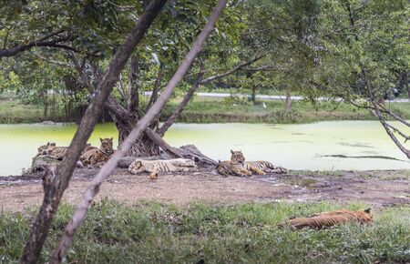 Blurred background of animals in a zoo of Thailandの写真素材