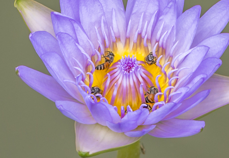Bee on lotus flower in macro shotの写真素材