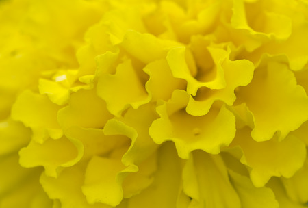 Macro background texture  Marigold flowerの写真素材
