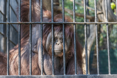Big orange orangutan looking at camera. Eyes contact wiht big orangutan in the cage. Wild Animals in a zoo of Thailand.の写真素材