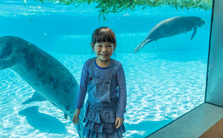 Asian little girl happy in zoo with manatees in glass tank. Little girl on vacation in summer.の写真素材