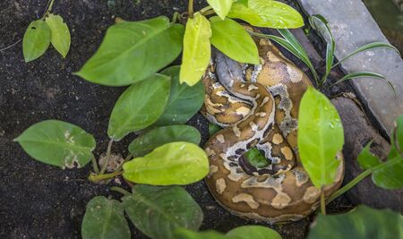 Resting wild snake, Blood Python in a garden under green plant. Big snake called Blood Python is...
