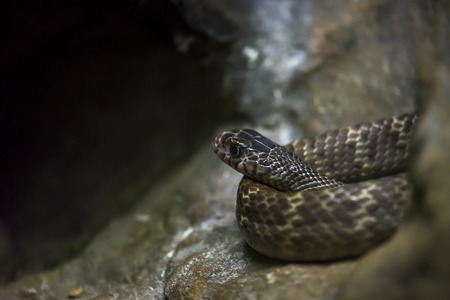 Close up snake curled up in a rock. Eyes looking something in the dark area.