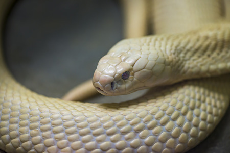 Close up one white snake. White snake is looking something.