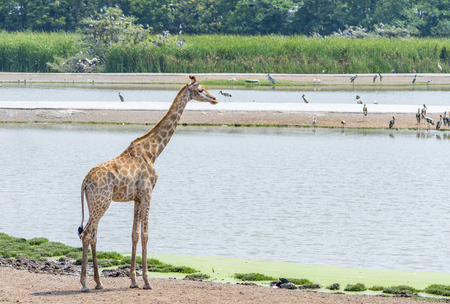 One giraffe standing near the lake. Giraffe standing in the opened zoo of Bangkok, Thailandの写真素材