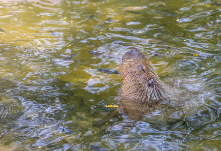 A big mouse Capybara or Hydrochaeris Hydrochoerus relaxing in water with many fishes.の写真素材