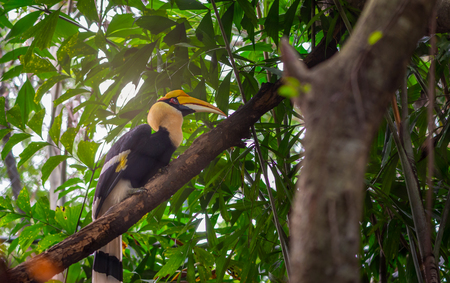 Great hornbill on tree, selective focus.の写真素材