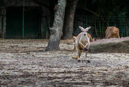 Red Kangaroo in a zoo. Red Kangaroo is standing and staring to camera. Space for text.の写真素材