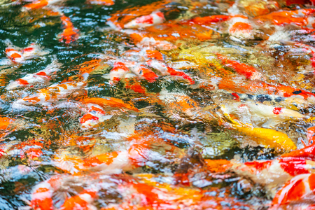 Blurred image background of fancy carps in pondの写真素材