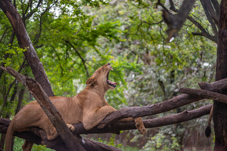 Lion yawning on tree. Lazy lion is yawning while resting on tree.の写真素材