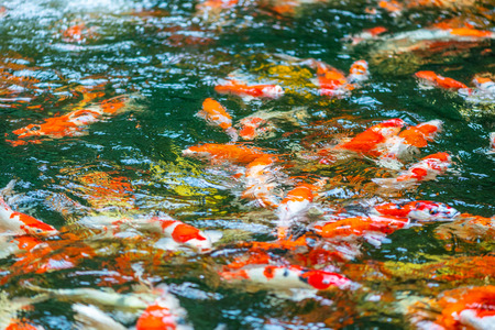 Blurry image of fancy carps in pondの写真素材