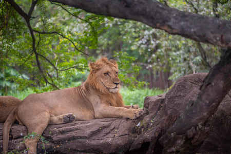 Lion relaxing under tree in a zooの写真素材