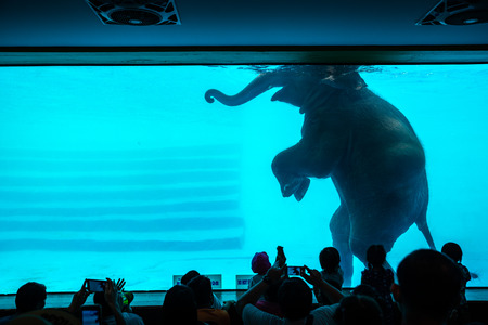 Chonburi, Thailand - Sep 22, 2018 Elephant shows swimming in huge glass pool for tourist at Khao Kheow Open Zooのeditorial素材