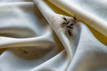 Close up flies on dirty tablecloth by food.