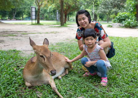 Asian tourist mother and little daughter feeding deer in an open zoo of Thailand.の写真素材