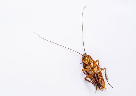 Dead cockroach on white background, details on body.
