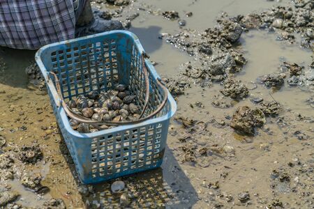Fresh Cockles in basket on the mud.の写真素材