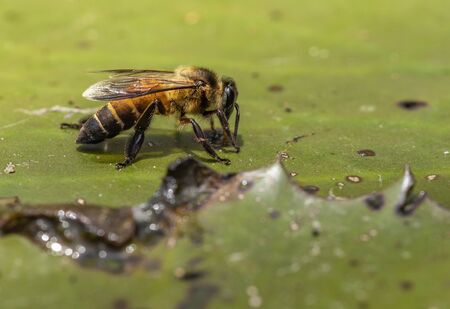 Macro bee drinking water, standing on lotus leaf in pond.