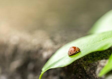 Calm scene, a beetle or Mexican bean beetle on leaf with blurred background.の写真素材