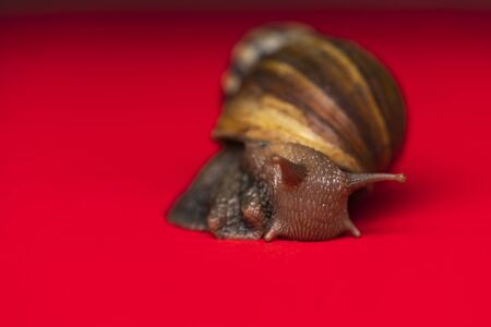 Macro snail in studio, red background.の写真素材