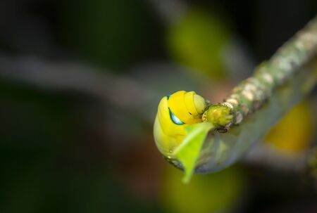 Macro Worm the caterpillars eating leaves, close up to the face, space for text.の写真素材
