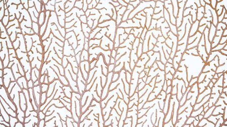 Close up Red Gorgonian or red sea fan coral isolated on white background.の写真素材