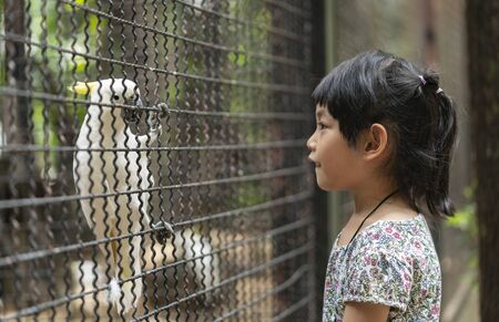 Asian little child girl pays attention to white big bird Cockatoos in cage at Safari World Zoo of Bangkok, Thailand. Child travel in summer school break. Side view little girl, black hair, pony tail.の写真素材