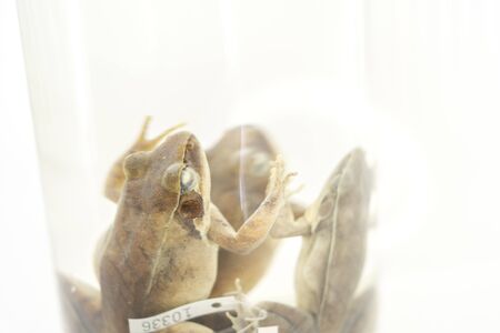 Close up dead Three - Striped Frog or Humerana Miopus in formalin glass jar for science study. Humerana Miopus is Three - Striped Frog's science name. Selected focus image.の写真素材