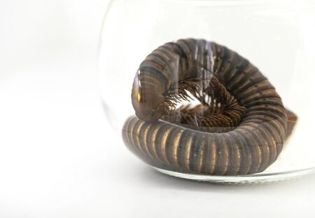 Close up dead Millipede or Thyropygus sp in formalin glass jar for science study. Thyropygus sp is...