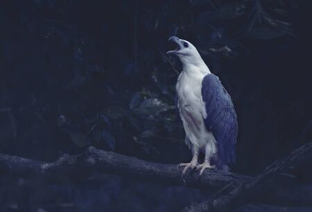 White bellied sea eagle roaring in forrest. Side view of white eagle holding tree bunch, Adjusted...