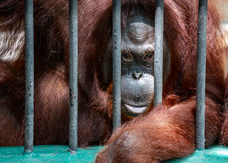 Portrait Orangutan monkey behind zoo bars or Orangutan in cage, Orangutan looking at camera.の写真素材