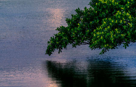 Beautiful tree branches hanging over the water surface of river, late sunset, beautiful colours on water, Time before dark, space for text.の写真素材
