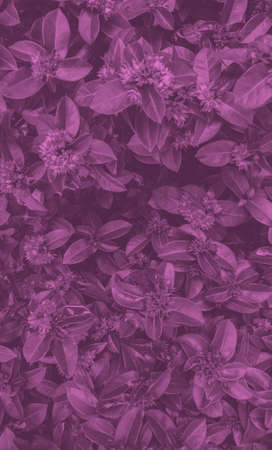 Duotone flowers background, black and pink, vertical template. Background for text and design.の写真素材