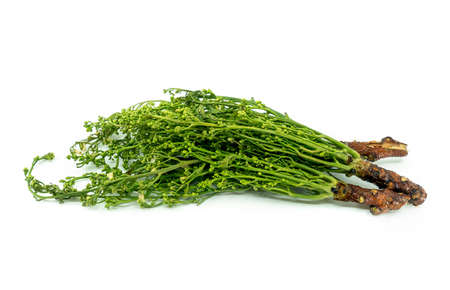 Isolated Siamese neem tree or Sa Dao in the Thai language, image on white background. Neem tree or...