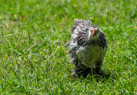Free range Brahma chickens, beautiful rooster Brahma chicken, black and white pattern, standing on...