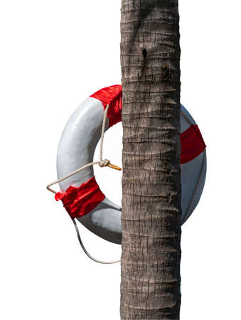 Close up Red-White lifebuoy hanging on the tropical coconut tree. Image from behind, isolated Red-White lifebuoy hanging on a coconut tree on white background.の写真素材