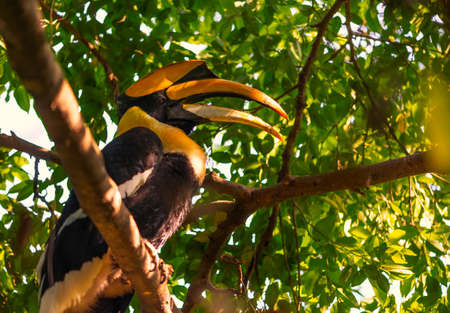 One Great hornbill perched on a large branch of a tree in a tropical forest of Thailand. Bird eyes...