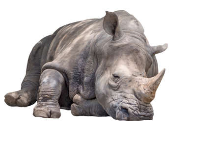 Low angle view one adult rhino is sleeping, front view white rhino napping under sunlight, isolated big rhino on white background.の写真素材