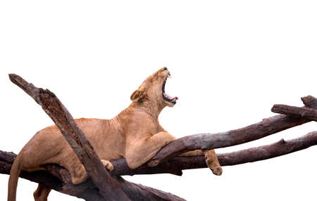 Isolated lion on white background, one female lion yawning on big brunch of a tree. Lazy lion is yawning while resting on a tree.の写真素材