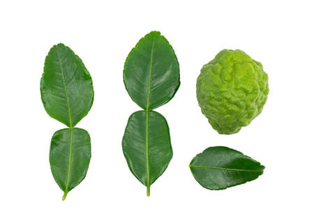 Isolated fresh bergamot fruit or kaffir lime and leaf on white background, arrangement of one...