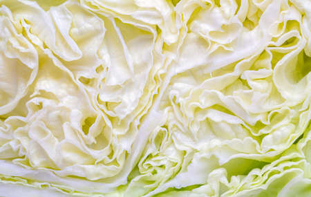 The macro natural pattern of cut half section of Chinese cabbage, fill the frame with cut half Chinese cabbage.の写真素材
