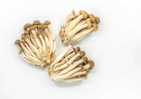 Isolated three bunch of brown beech mushrooms or Shimeji mushroom or Bunna-shimeji on white background, flat image.の写真素材