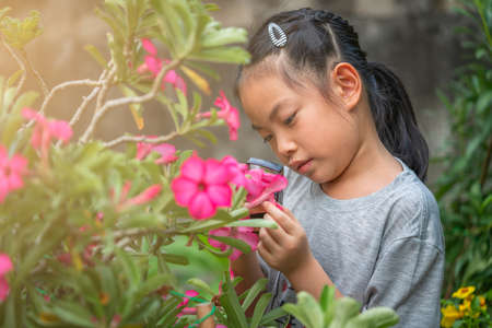 Portrait Asian child girl examining a beautiful Desert roses flower carefully in a garden at home, using magnifying glass. Cute Asian child girl 7-8 years old with black long hair tied.の写真素材