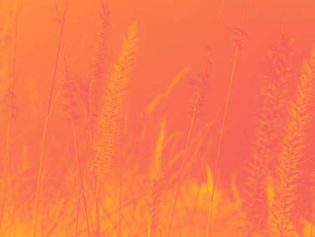 Abstract background of the wild flower with orange tone for the autumn concept. Gradient map with orange and yellow.の写真素材