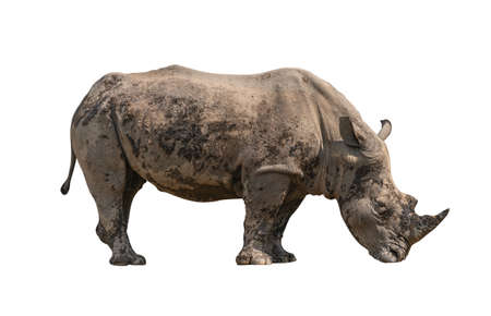 Big rhino with dried-mud cover the whole body, rhino in act of eating food on ground, side view with full body. Isolated rhino on white background.の写真素材