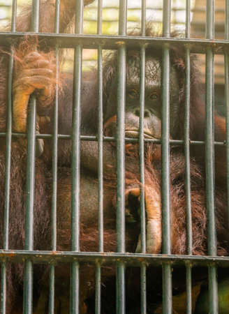 Portrait of orange Orangutan monkey in the zoo cage, eyes looking directly to camera, vertical image.の写真素材