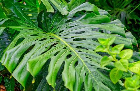 Close-up beautiful monstera philodendron plant growing wild in a tropical forest, landscape image of beautiful monstera philodendron plant with natural light.の写真素材
